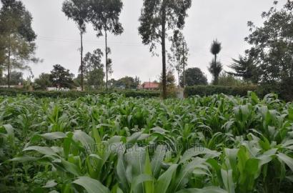 50x100 Ft Plot for Sale in Kikuyu Kamangu Thigio