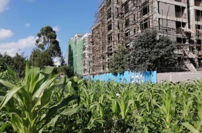 65x100 Plot for Sale in Kikuyu Thogoto