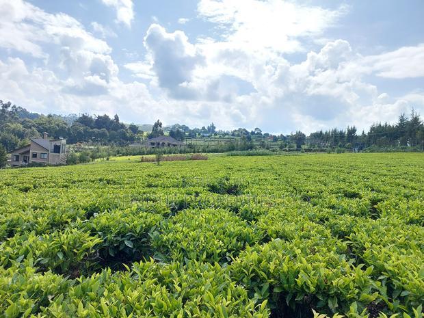 Tigoni 1/2 Residential Plot for Sale In