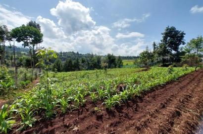 Tigoni 1/2 Residential Plot for Sale In