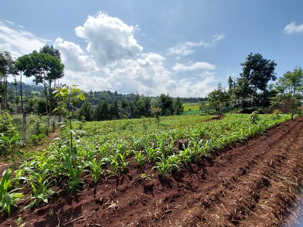 Tigoni 1/2 Residential Plot for Sale In