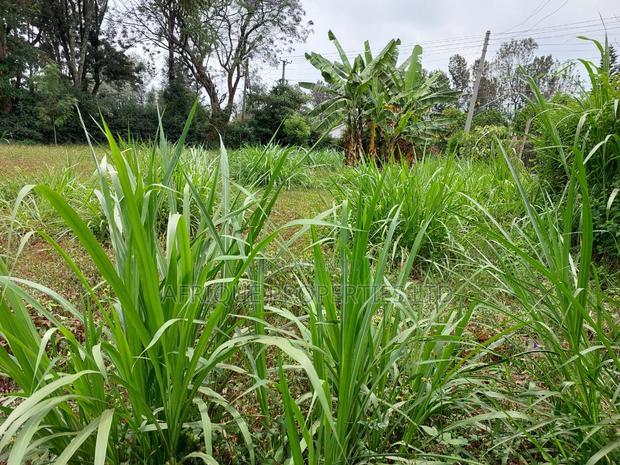 Kiambu Road 1\2 Acre Plot for Sale Opposite Kist