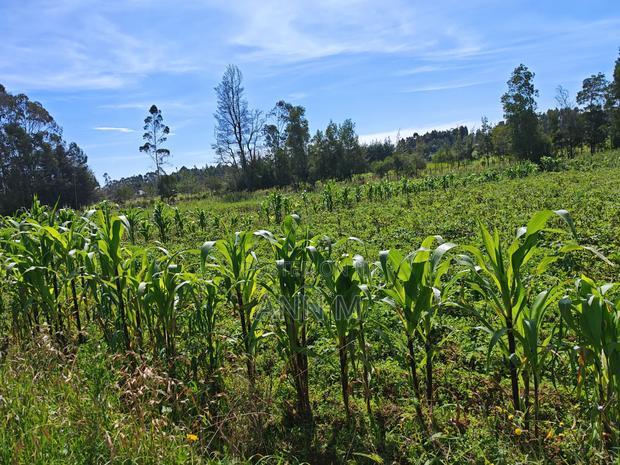 6 Acre Farm in Kinangop