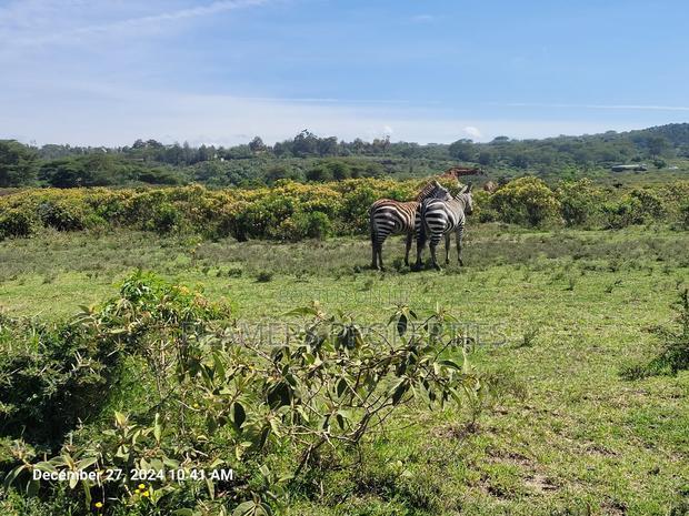 Naivasha 50by100ft Plot For Sale