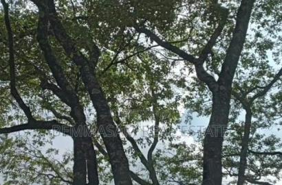 9 Acres for Sale at Karen Hardy