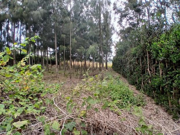 Homely Eighth Acre Plot in Kaurrai, Upper Matasia.Quick Sale