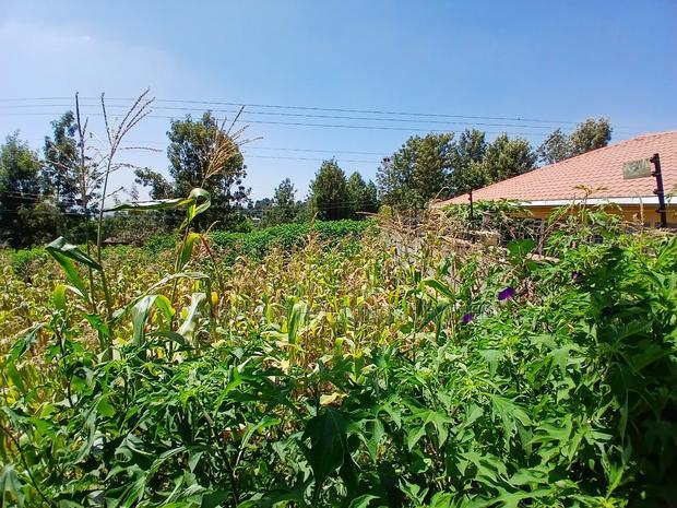 Prime Redsoil 50 by 100 Plot in a Gated Community in Matasia