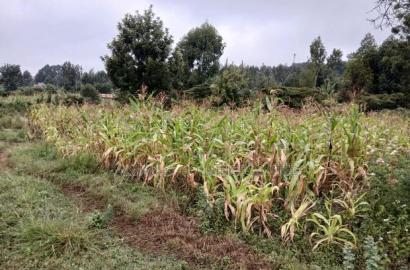 Quick Distress Sale! 100 by 100 Plot in Kahara, Ngong