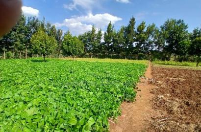 Prime 50 by 100 Plots in Kimuka, Ngong 100 Metres Off Tarmac