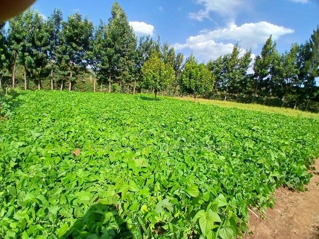 Prime 50 by 100 Plots in Kimuka, Ngong 100 Metres Off Tarmac