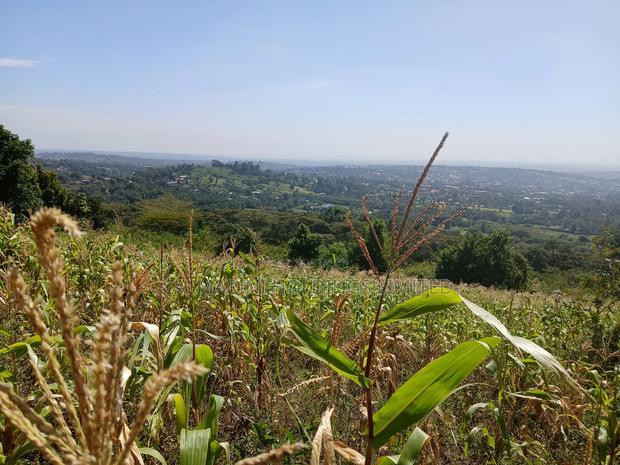 Distress Sale! Prime Redsoil Acre 200 MTRS Off Tarmac, Ngong