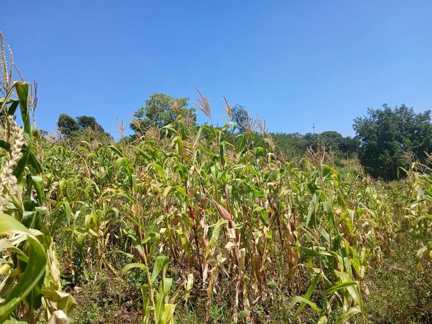 Distress Sale! Prime Redsoil Acre 200 MTRS Off Tarmac, Ngong