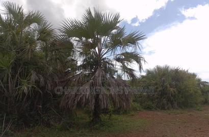 2-Acre Plot - Sunset Road, Diani (Behind Almanara B)