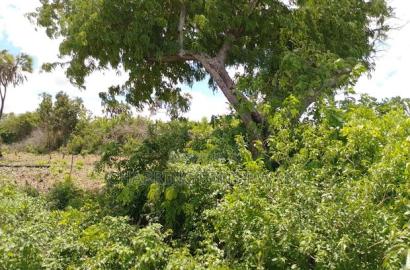 2-Acre Mid-Lot Behind Bora Bora Wildlife Park 5m Per Acre