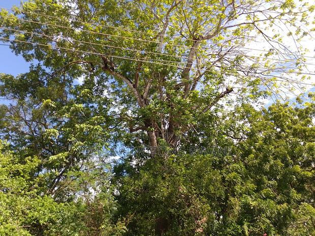 4 Acres, Along Diani Beach Road, 2nd Row