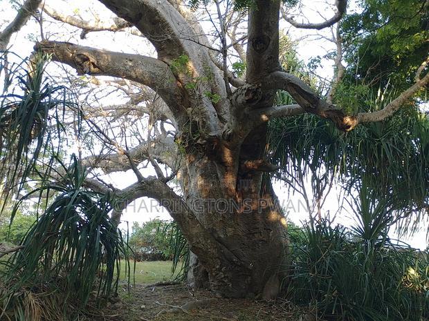 4.5-Acre Prime Beachfront Plot - Diani CBD | EUR1.6 Million