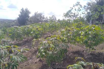 Quarter Acre Mariman
