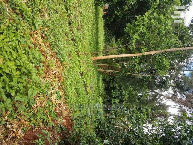 Half an Acre Land for Sale With Ready Title at Mimosa Drive
