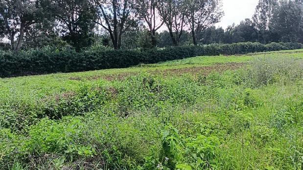 50/100 Plots on Sale in Kikuyu Ondiri