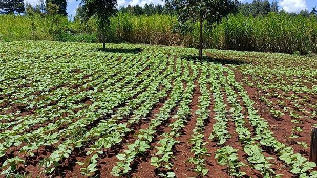 50/100 Plots on Sale in Kikuyu Ondiri