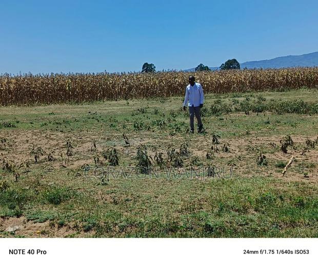 50*100plots in Mutaita Stima Line
