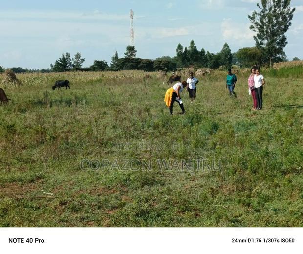 50*100plots in Sobea