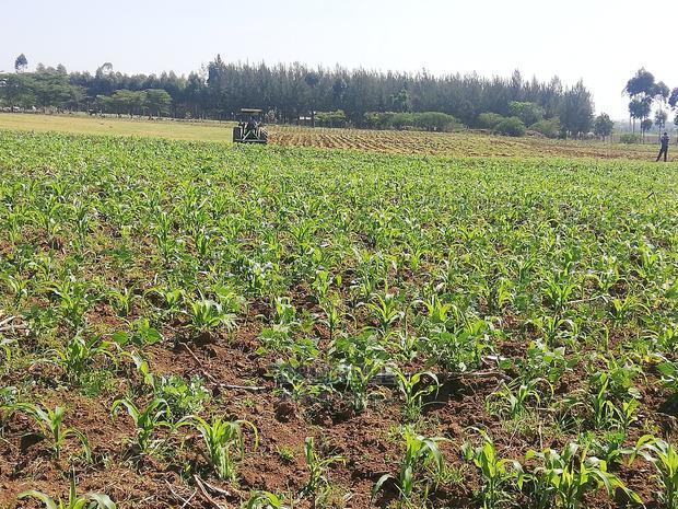 Affordable Plots at Njoro Nakuru