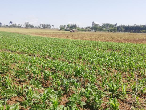 Affordable Plots at Njoro Nakuru