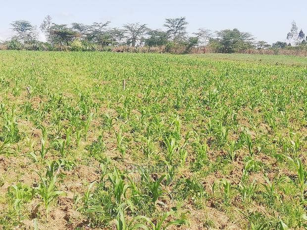 Affordable Plots at Njoro Nakuru