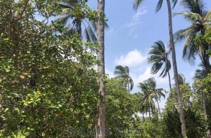 1 Acre Land in Dabaso