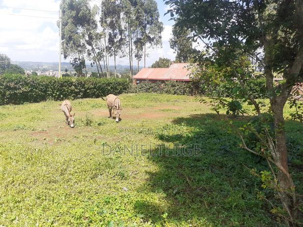 Quarter Acre 100 by 100 Plot on Sale in Rironi Chunga Mali Near Tilisi