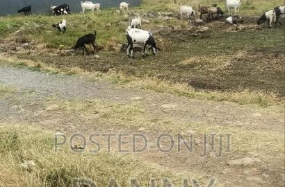 An 1/8 Commercial Plot Within Kimbo Juja Kiambu County