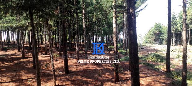 Prime Plots for Sale - Forest Groove Kikuyu, Thigio