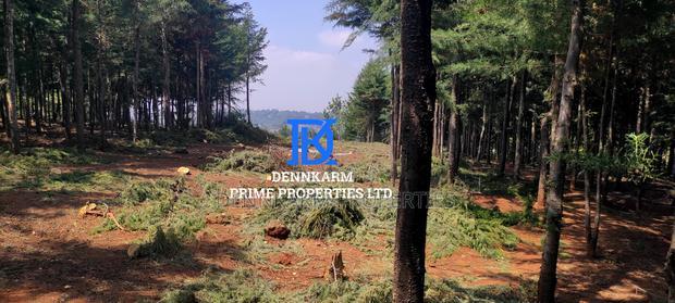 Prime Plots for Sale - Forest Groove Kikuyu, Thigio