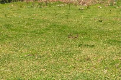 Land for Sale in Karen