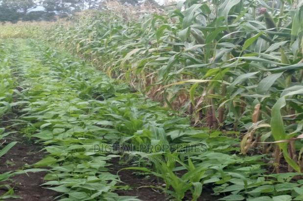 Furnished 3bdrm Farm House in Daiga Location, for sale