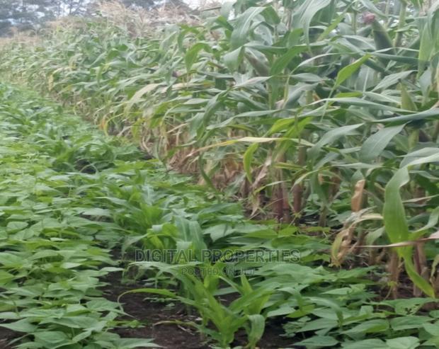 Furnished 3bdrm Farm House in Daiga Location, for sale