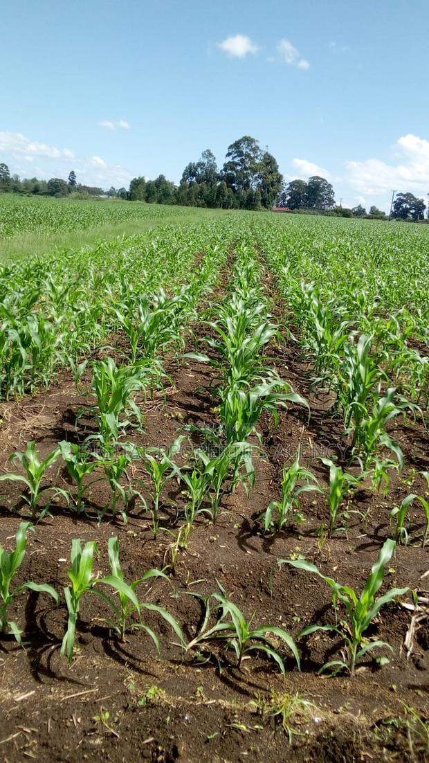 1 Acre Available for Sale in Nakuru Area of Bahati