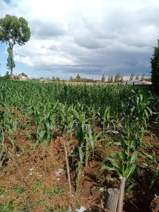 1/2 Acre Elgonview Upper Touching Tarmac