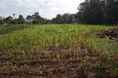 1/2 Acre Kuinet Mti Moja With Title