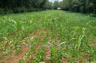 1/8 Plot Kipkorgot Ideal for Residential Touching Tarmac