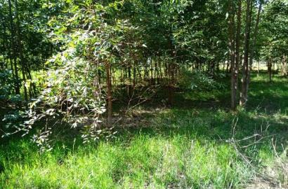 1/4 Annex Near Pazuri Estate With Title