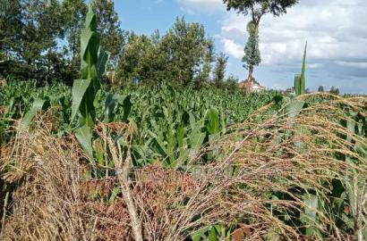 1/16 Plot Site and Service Kapsoya With Title