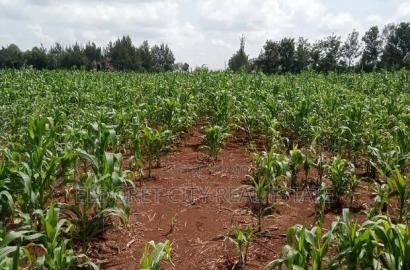 One Acre Elgonview Upper With Title