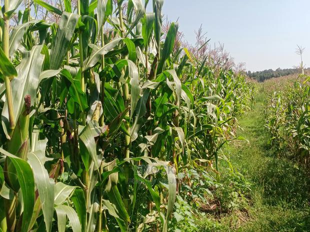1/8 Acre Residential Plots For Sale In Outspan, Eldoret
