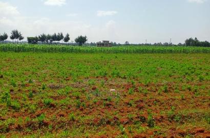 Prime Plots in Chemaluk Marura