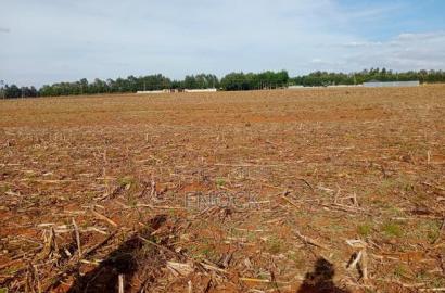 Prime Plots in Chepkanga Chemaluk