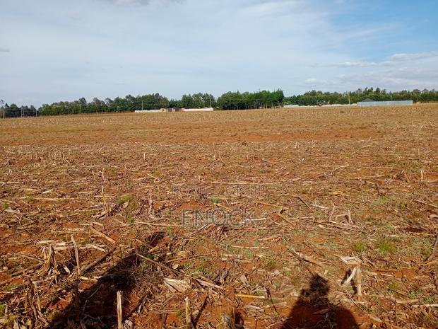 Prime Plots in Chepkanga Chemaluk