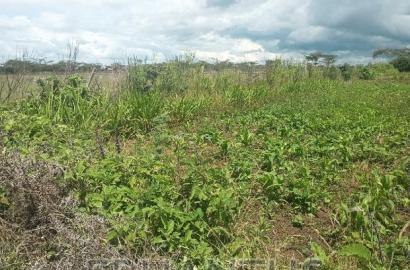 Distress Sale 1/4 Plot in Joska