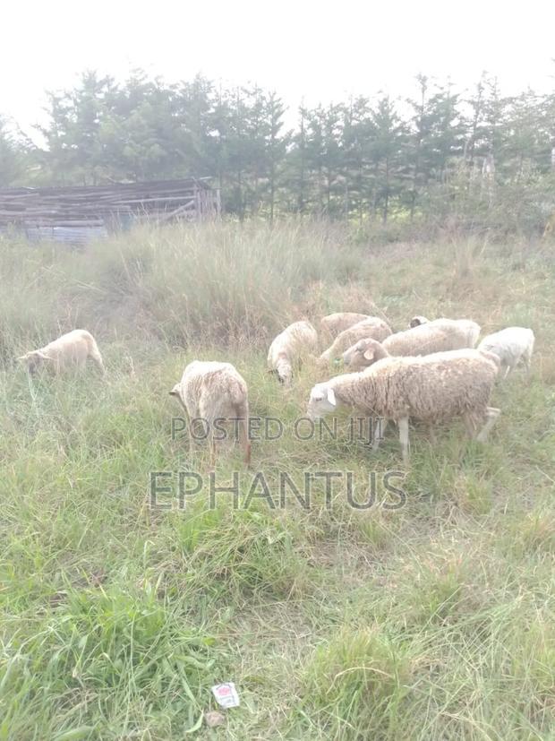 Land for Sale in Nyeri Munyu With a House